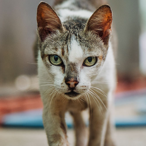 Rescue cat Hazel