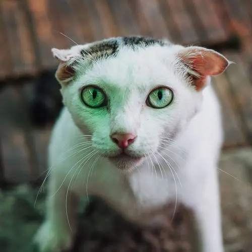 Rescued cat Mr. Creeper