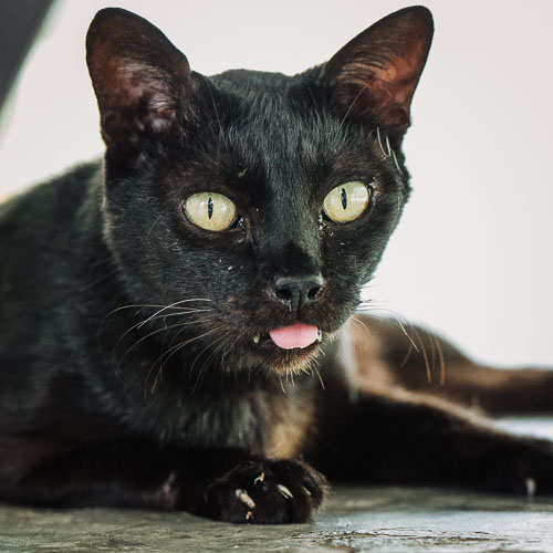 Rescue cat Black Jesus
