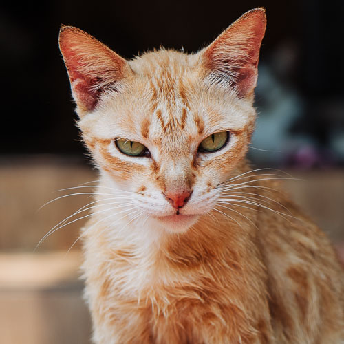 Rescue cat Scooter