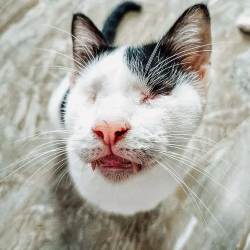 Rescued cat Pongaloof Snaggletooth