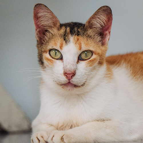 Rescue cat Toni