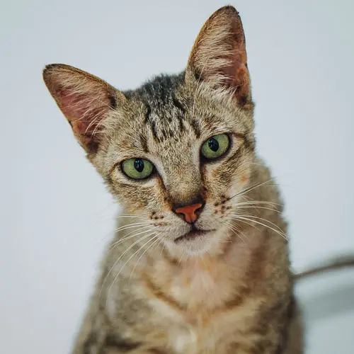 Rescued cat Big Butt