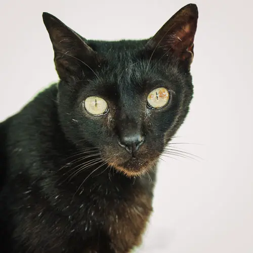 Rescued cat Sideways