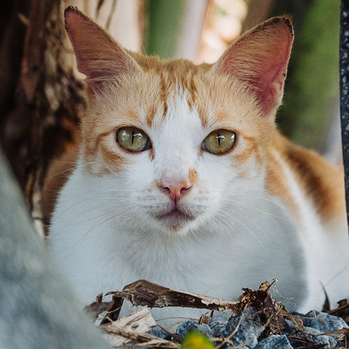 Rescue cat Bea Bea