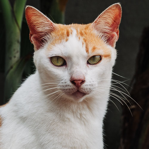 Rescue cat Ringo
