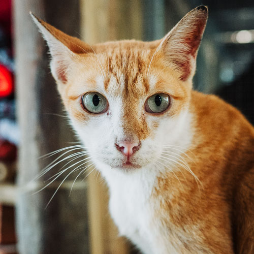 Rescue cat Salsa