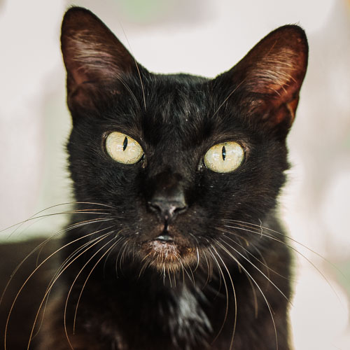 Rescue cat Den