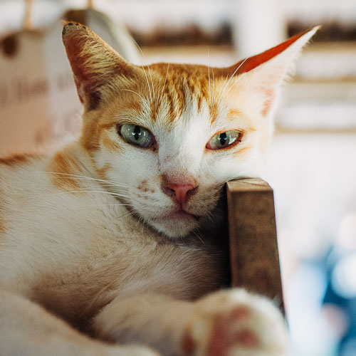 Rescue cat Mambo