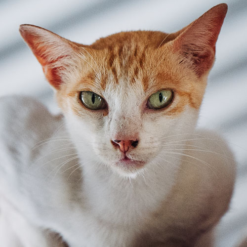Rescue cat Faye