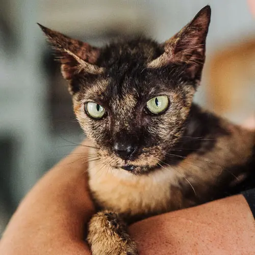 Rescued cat Bagheera