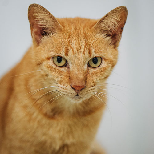 Rescue cat Nemo