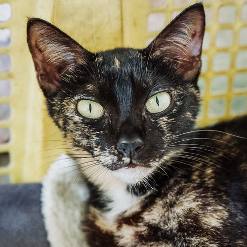 Rescue cat Ginny