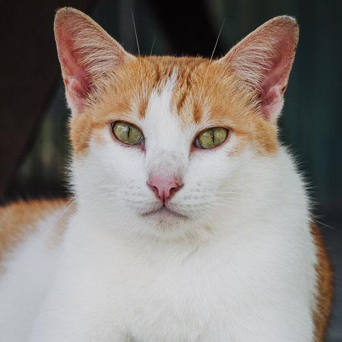 Rescue cat Pia
