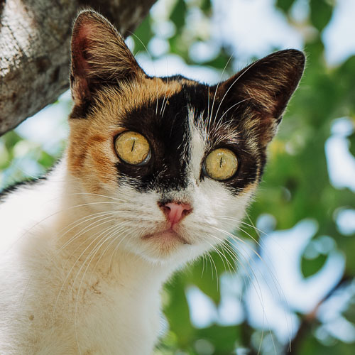 Rescue cat Patate