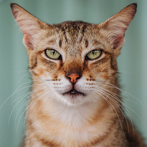 Rescue cat Woody
