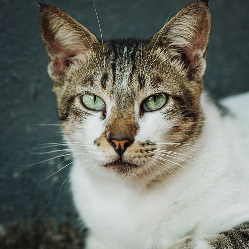Rescue cat Jesse