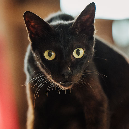 Rescue cat Thunder