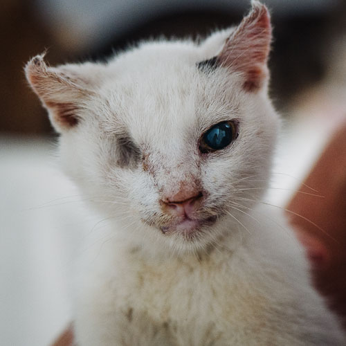 Rescued cat Weird Uncle Indie