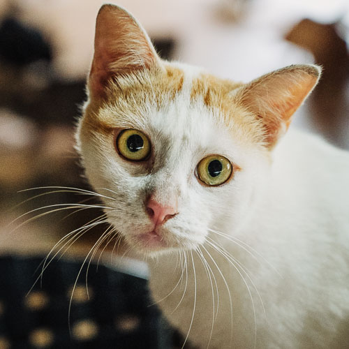 Rescue cat Eileen