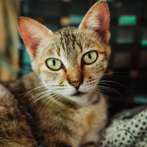 Rescue cat Sharon