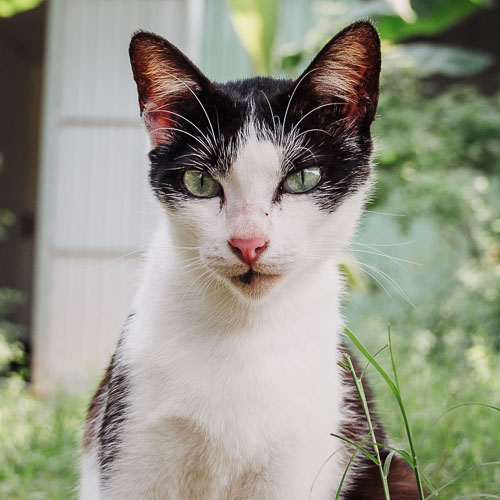 Rescue cat Mouse