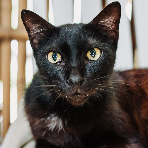 Rescue cat Fog