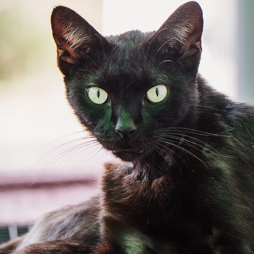 Rescue cat Ash