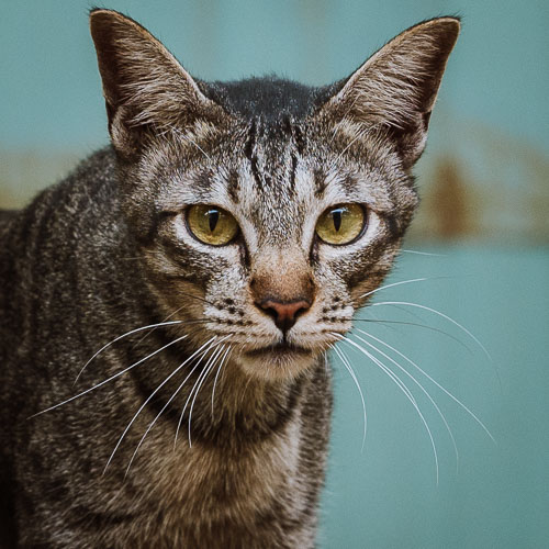 Rescue cat Teddy