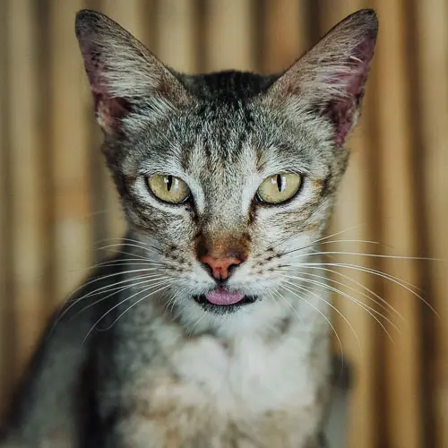 Rescued cat Robot