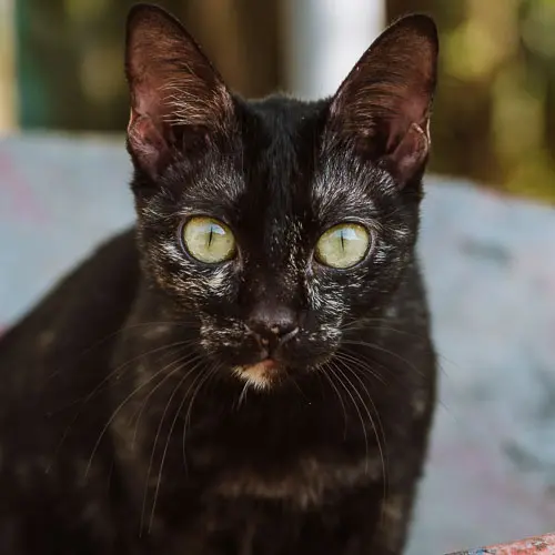 Rescued cat Yennefer