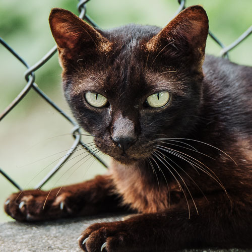 Rescue cat Geralt