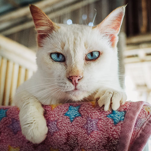 Rescue cat Lolita