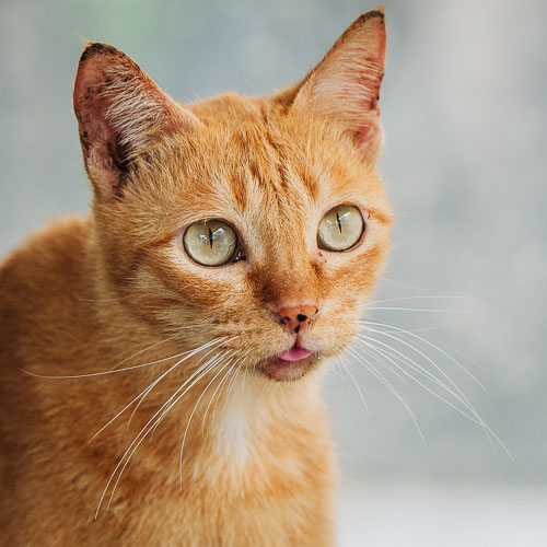 Rescue cat Chili