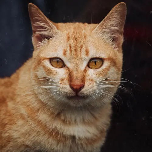 Rescued cat Forrest Gump