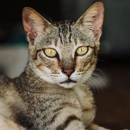 Rescued cat Kinky Bender