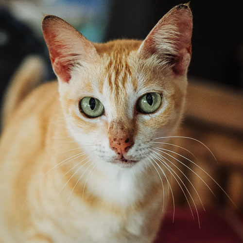 Rescue cat Rouge