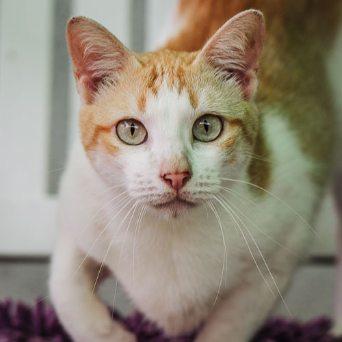 Rescue cat Toast