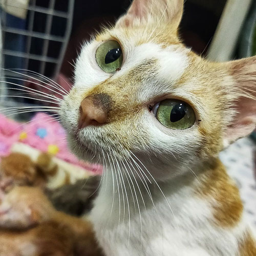 Rescue cat Love Bug