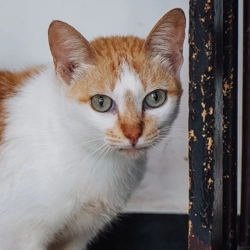 Rescued cat Love Bug