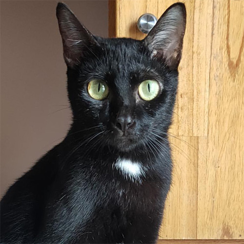 Rescue cat Phoenix