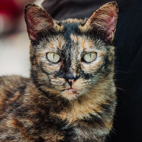 Rescue cat Fly