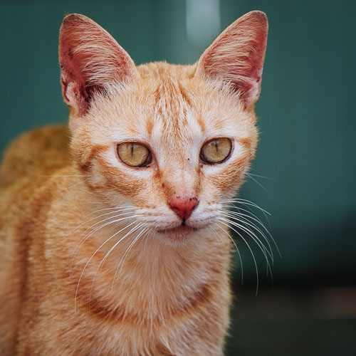 Rescue cat Beetle