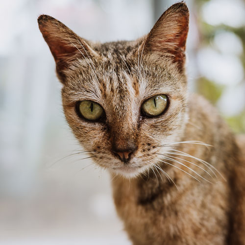 Rescue cat Maddie