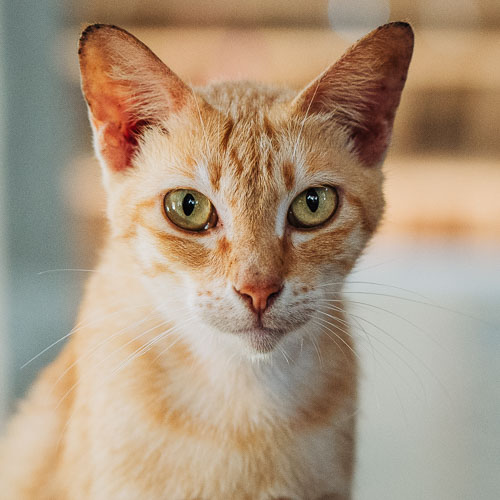 Rescue cat True