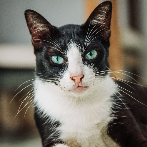 Rescue cat Asha