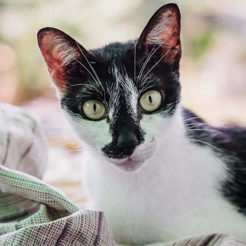 Rescue cat Charles