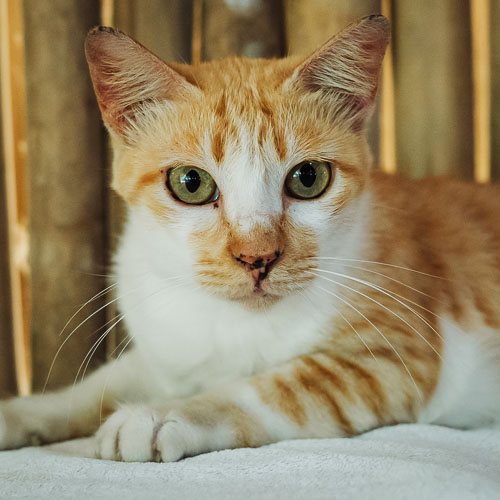 Rescue cat Monkey