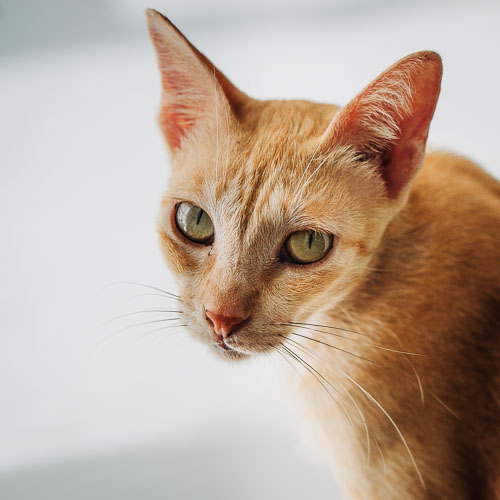 Rescue cat Butter