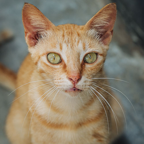 Rescue cat Rosa